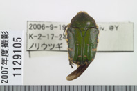 昆虫類