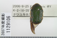 昆虫類