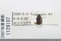 昆虫類