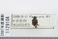 昆虫類