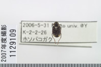 昆虫類