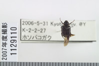 昆虫類