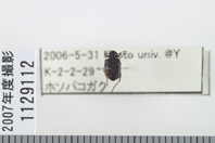 昆虫類