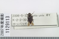 昆虫類