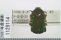 昆虫類
