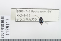 昆虫類