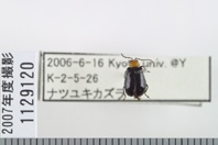 昆虫類