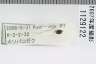 昆虫類