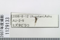 昆虫類