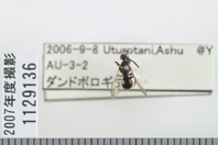 昆虫類