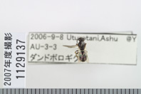 昆虫類
