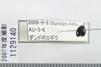 昆虫類