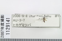昆虫類