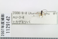昆虫類