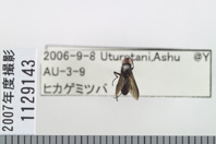 昆虫類