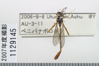 昆虫類