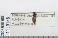 昆虫類