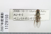 昆虫類