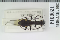 昆虫類