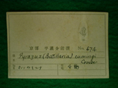 貝類