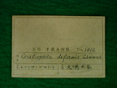 貝類