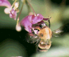 Photo of Bumblebee, pollinating Impatiens