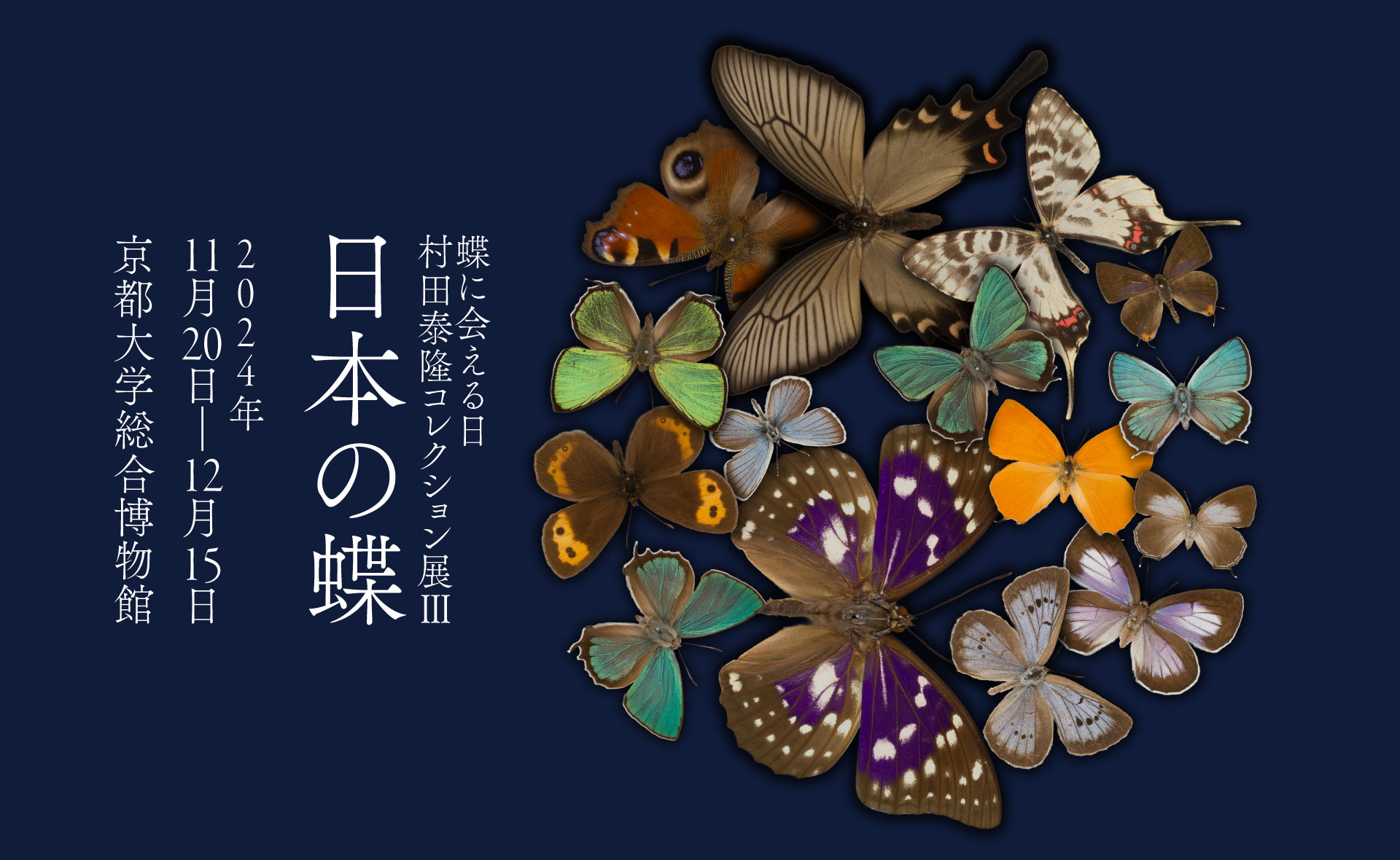 蝶に会える日—村田泰隆コレクション展3 日本の蝶 2024年11月20日（水）〜12月15日（日） 京都大学総合博物館