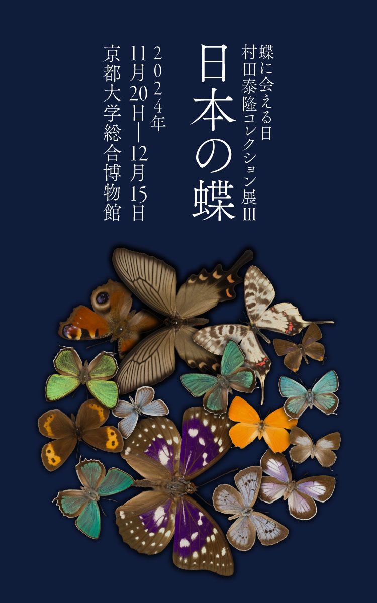蝶に会える日—村田泰隆コレクション展3 日本の蝶 2024年11月20日（水）〜12月15日（日） 京都大学総合博物館
