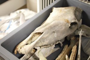 写真：動物骨標本