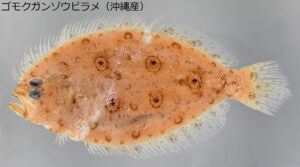 ゴモクガンゾウビラメ（沖縄産）の写真