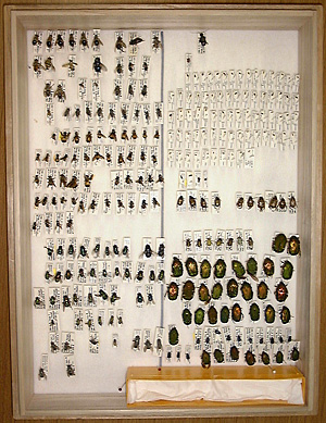 訪花昆虫コレクションの写真
